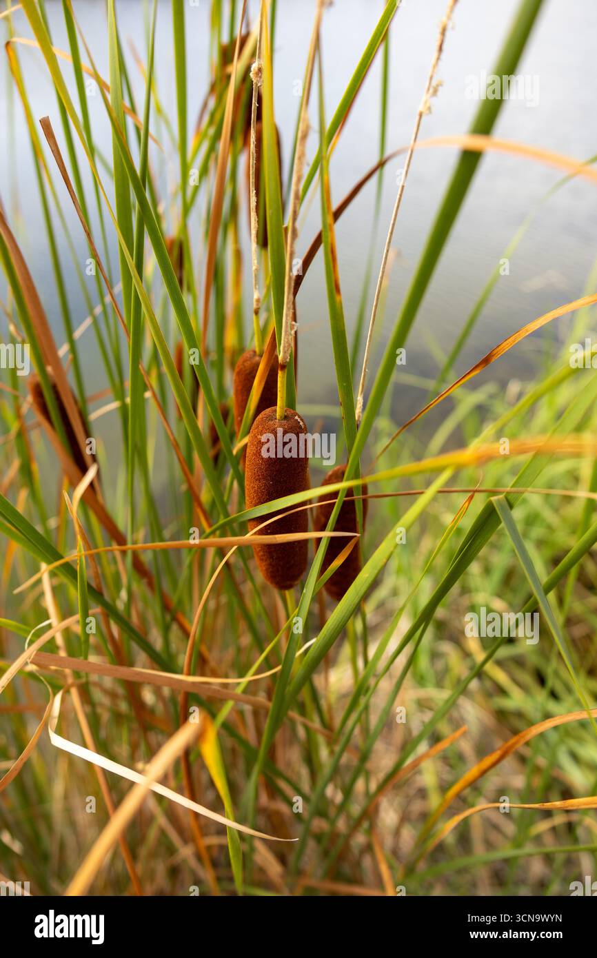 Gros plan de queues brunes avec de grandes feuilles vertes poussant près du bord d'un étang ou d'un lac Banque D'Images