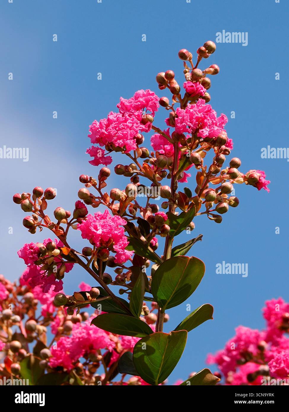 Gros plan rose fleur de myrte de Crape (Lagerstroemia indica) sur fond de ciel bleu Banque D'Images