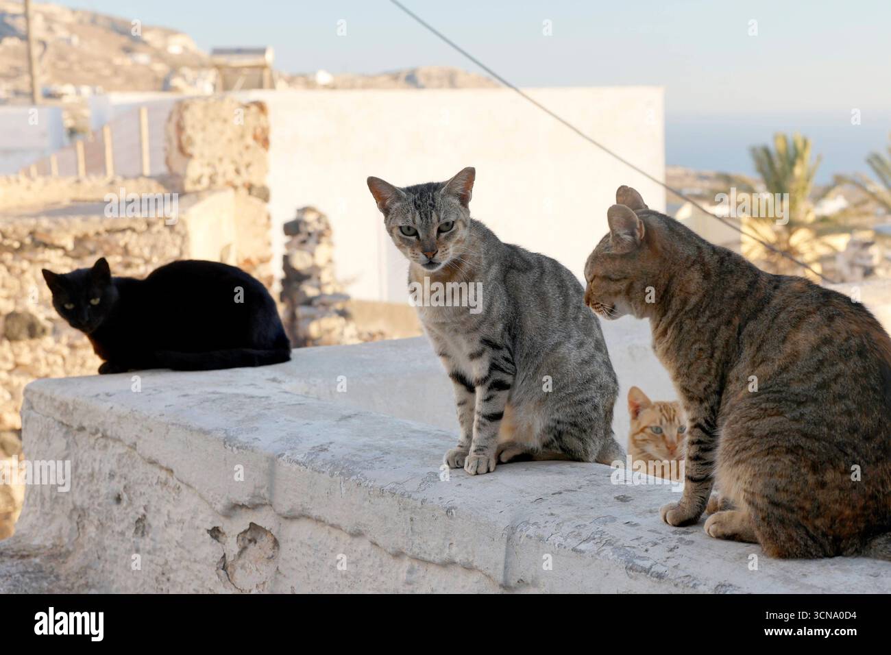Katzen auf dem griechischen archipel Santorin Santorin. Die typischen weißen Häuser schmiegen sich in den Hang - oft wird der ort regelrecht von Kreuzfahrtschiffen belagert. Nirgendwo in der eu ist der Massentourismus Stärker ausgeprägt als auf den griechischen Inseln in der südlichen Ägäis. Themenbild, Symbolbild Santorin, 19.09.2025 Santorin Griechenland *** chats sur l'archipel grec de Santorin Santorin les maisons blanches typiques nichent dans la colline L'endroit est souvent littéralement assiégé par des bateaux de croisière nulle part dans l'UE le tourisme de masse est plus prononcé que sur les îles grecques i Banque D'Images