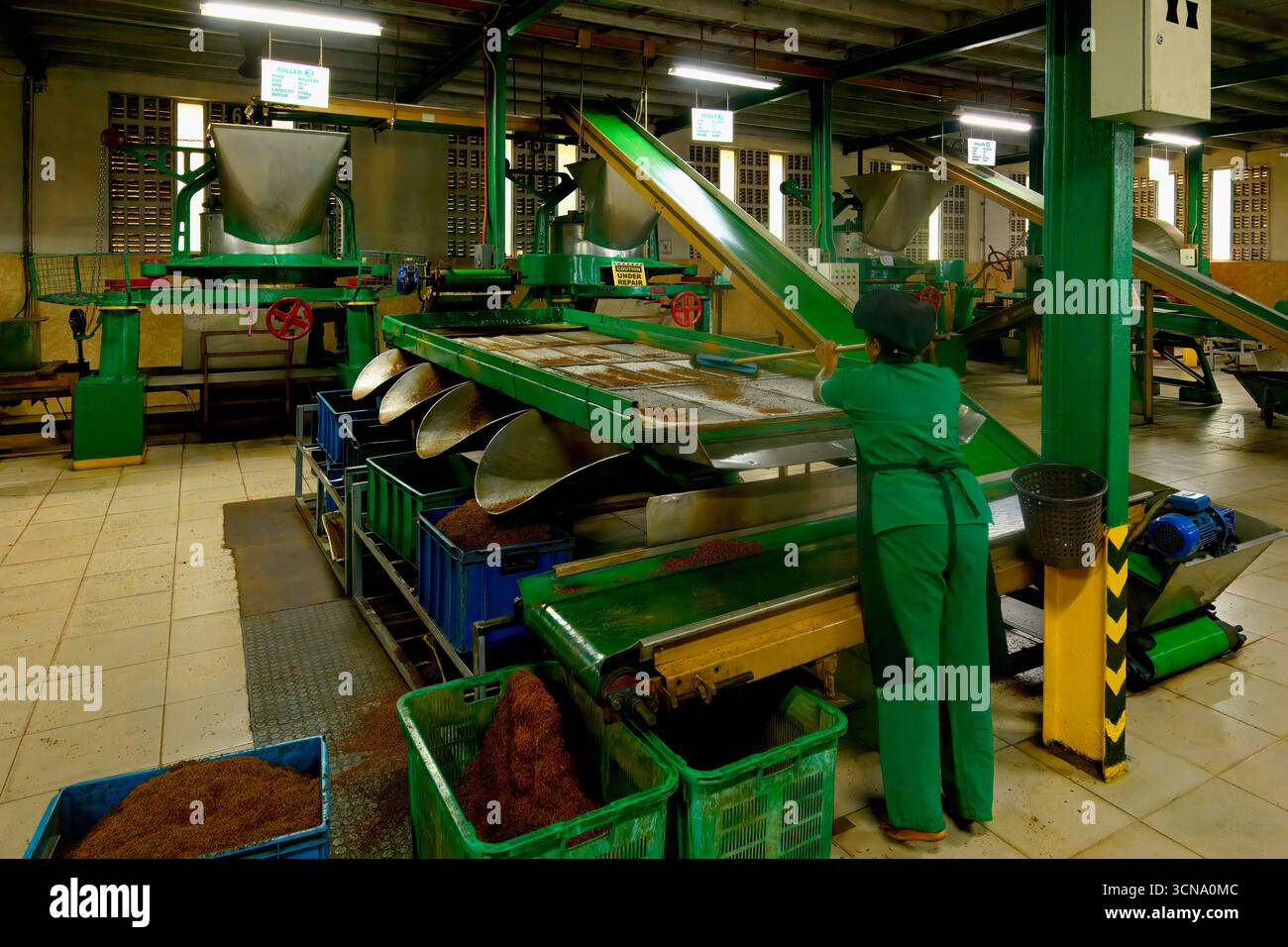 Femmes travaillant dans l'usine de thé Glenloch, Nuwara Eliya, Sri Lanka Banque D'Images