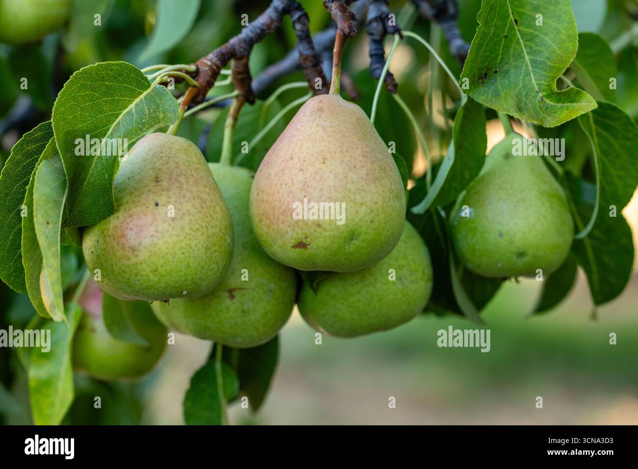 Maturation des poires sur une branche d'arbre dans un champ à Salamanque, Espagne Banque D'Images