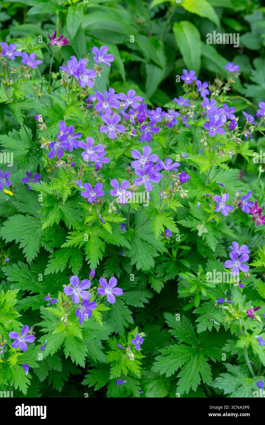 Géranium sylvaticum une forme de floraison de Cranesbill rustique dans un jardin anglais au début de l'été. Banque D'Images