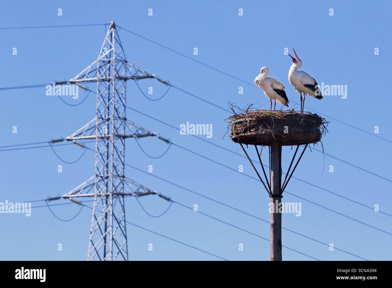 Les cigognes blanches (Ciconia ciconia) nichent au printemps, les oiseaux migrateurs nichent devant le pylône électrique à haute tension / tour de transmission Banque D'Images