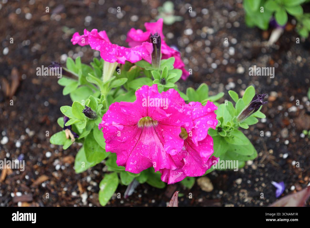 gros plan macro gouttes de pluie sur des fleurs violettes rose vif contre des feuilles vert clair Banque D'Images