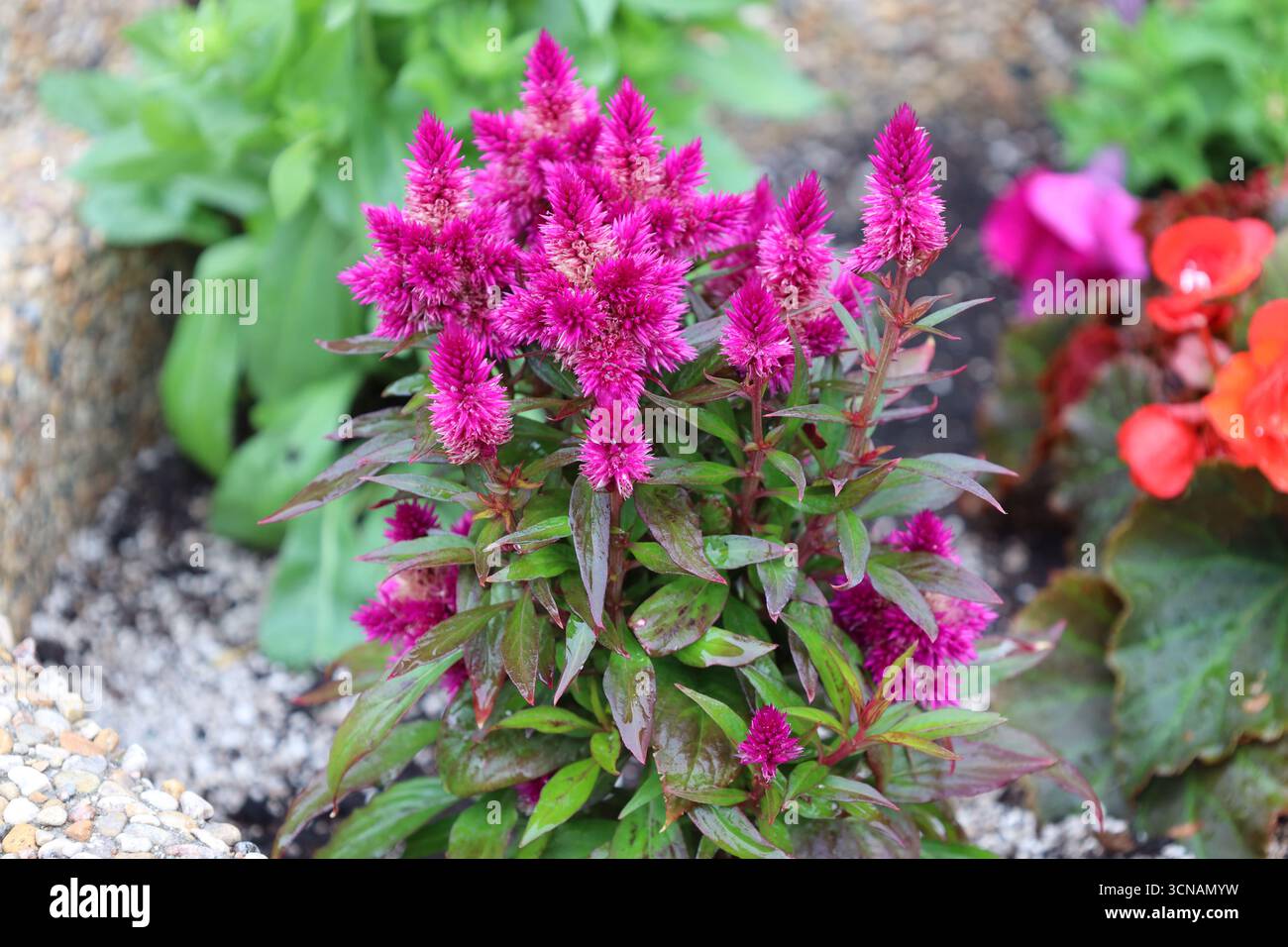 gros plan flou et pelucheux fleurs roses violettes au sommet des feuilles vert rougeâtre Banque D'Images