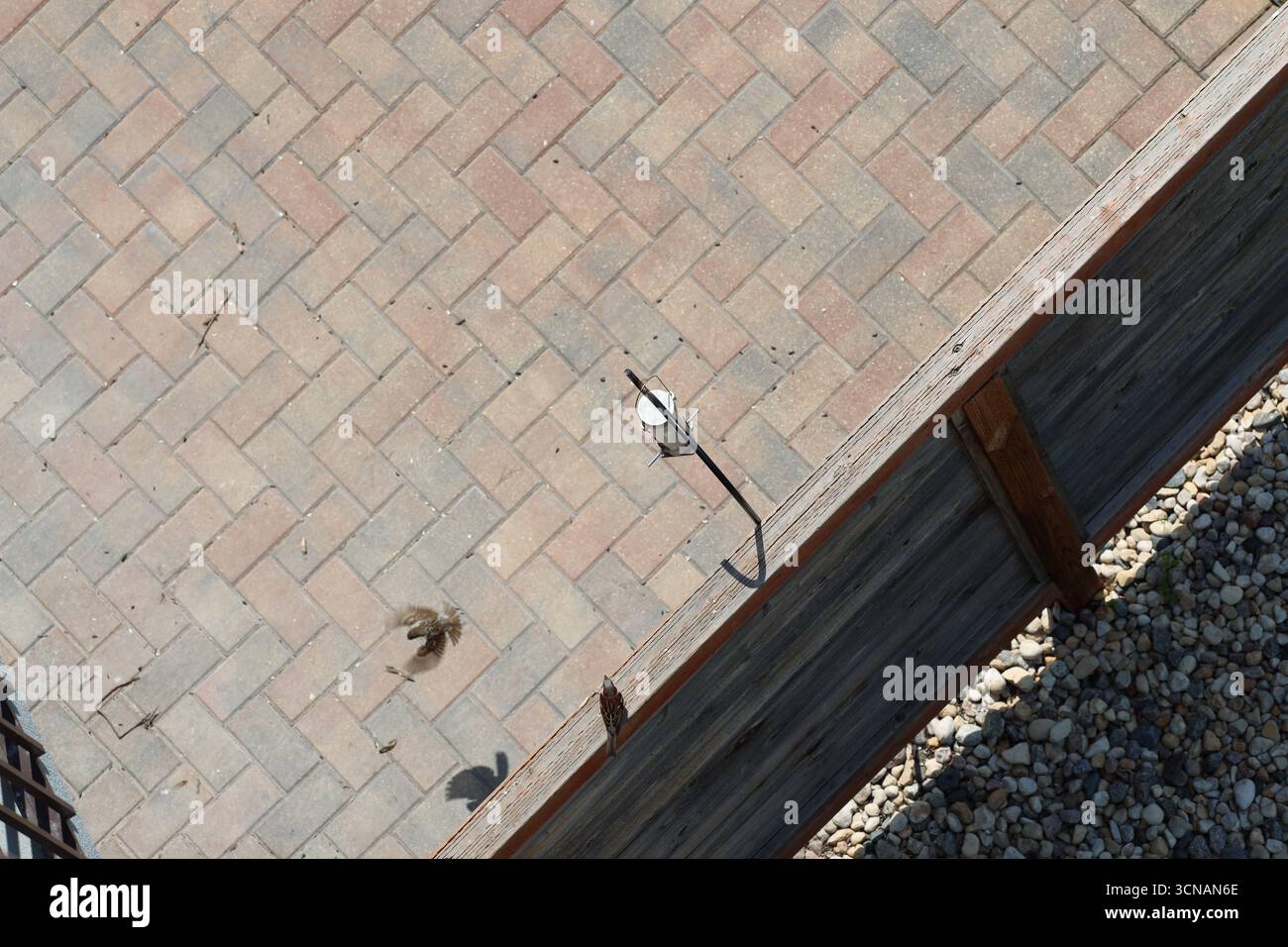 les petits oiseaux visitent la mangeoire suspendue au-dessus du patio pavé (vue de dessus, grand angle) Banque D'Images