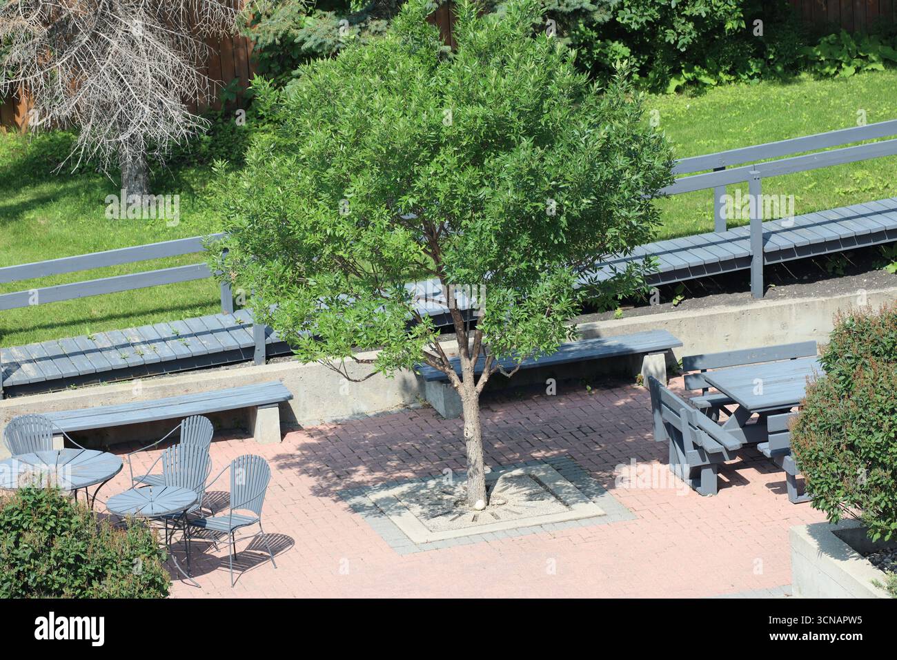 grand arbre d'ombre rond avec mobilier en bois assorti sur patio pavé sous le soleil d'été Banque D'Images