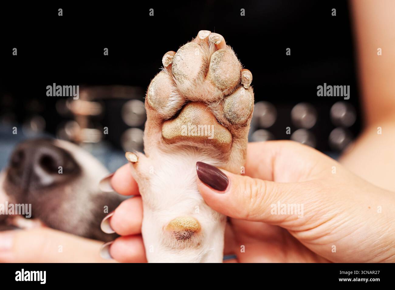 Patte de chien tenue à la main. Main humaine touchant la patte d'un animal de compagnie. Gros plan sur l'amitié et la confiance entre la personne et l'animal domestique. Symbole d'amour et de soin. Banque D'Images