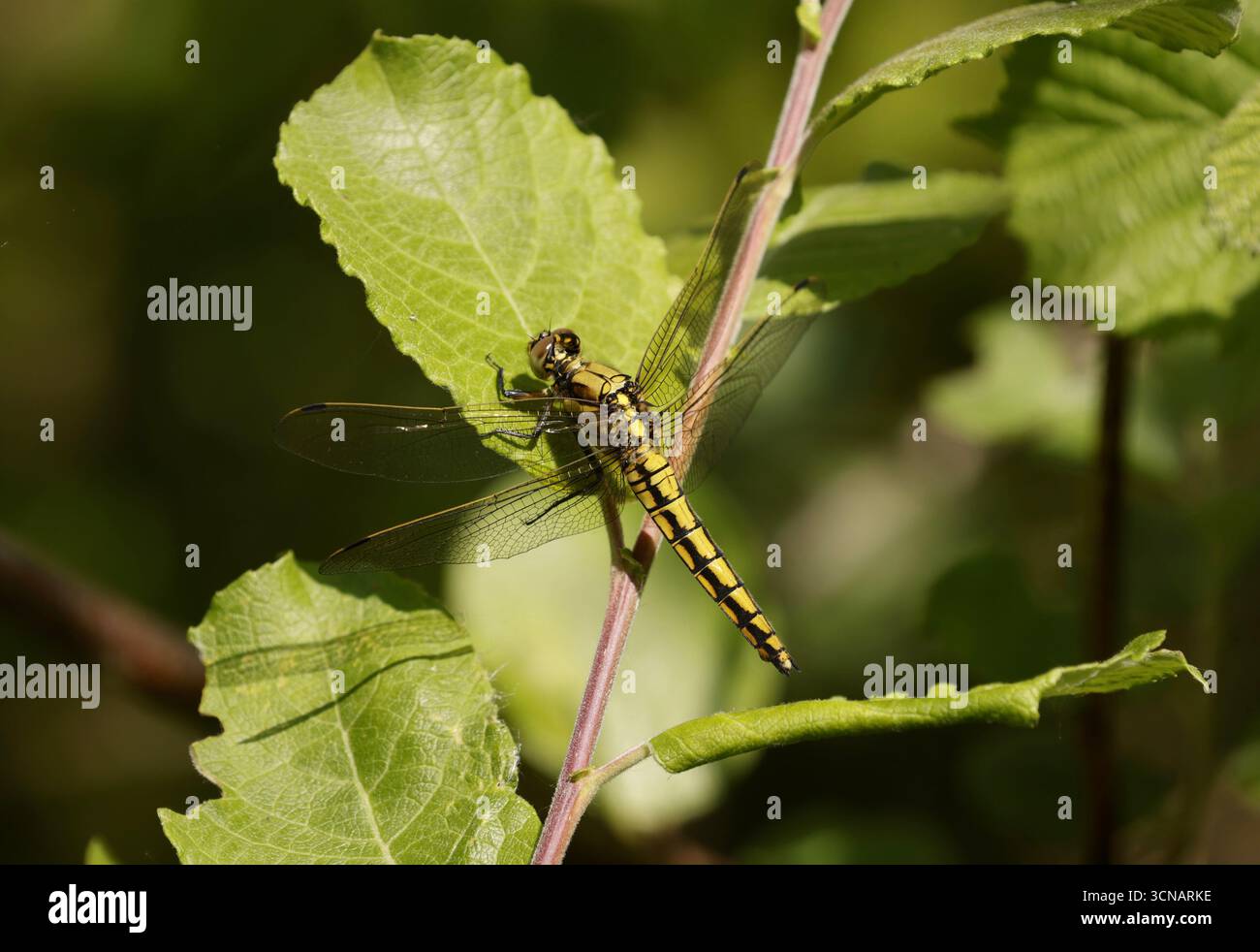 Skimmer Dragonfly femelle à queue noire - Orthetrum cancellatum Banque D'Images