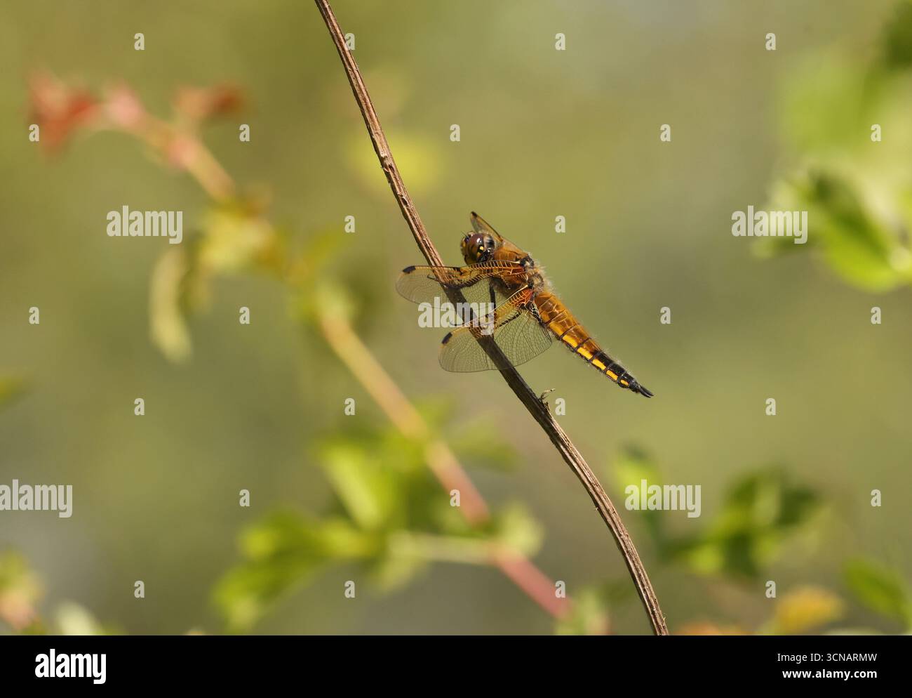 Femelle Chaser Dragonfly à quatre taches - Libellula quadrimaculata Banque D'Images