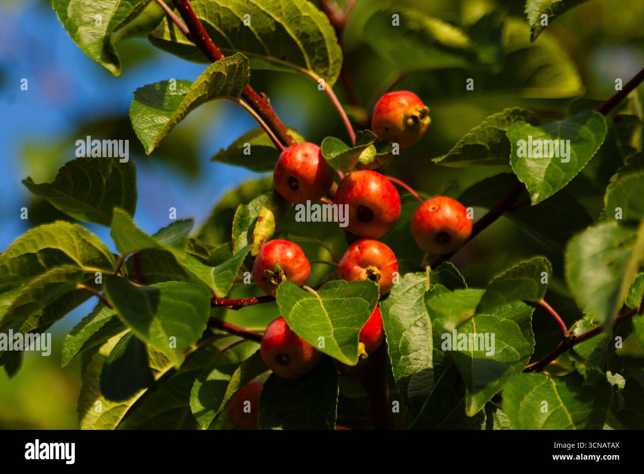 Gros plan sur les fruits d'un Crabapple ( Malus Evereste ). Une option exceptionnelle pour améliorer l'attrait d'un jardin tout au long de l'année est le Malus Banque D'Images