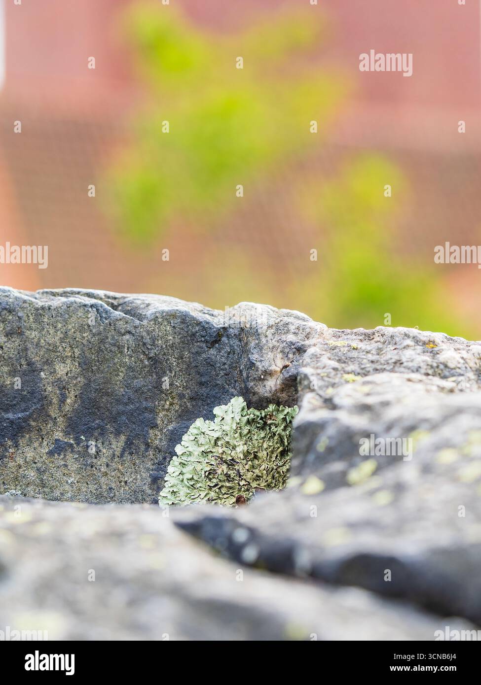 Dans un endroit naturel extérieur, une parcelle de lichen vert vif prospère sur la surface rugueuse d'une pierre. L'arrière-plan présente une verdure floue, Suge Banque D'Images