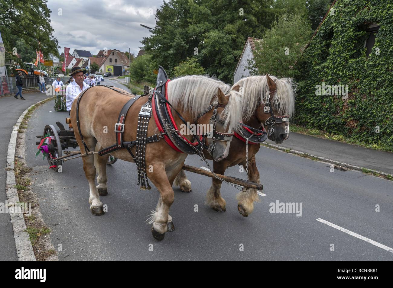 Deux chevaux Haflinger tirent l'arbre de l'église au champ de foire, Eckenhaid, moyenne Franconie, Bavière, Allemagne Banque D'Images