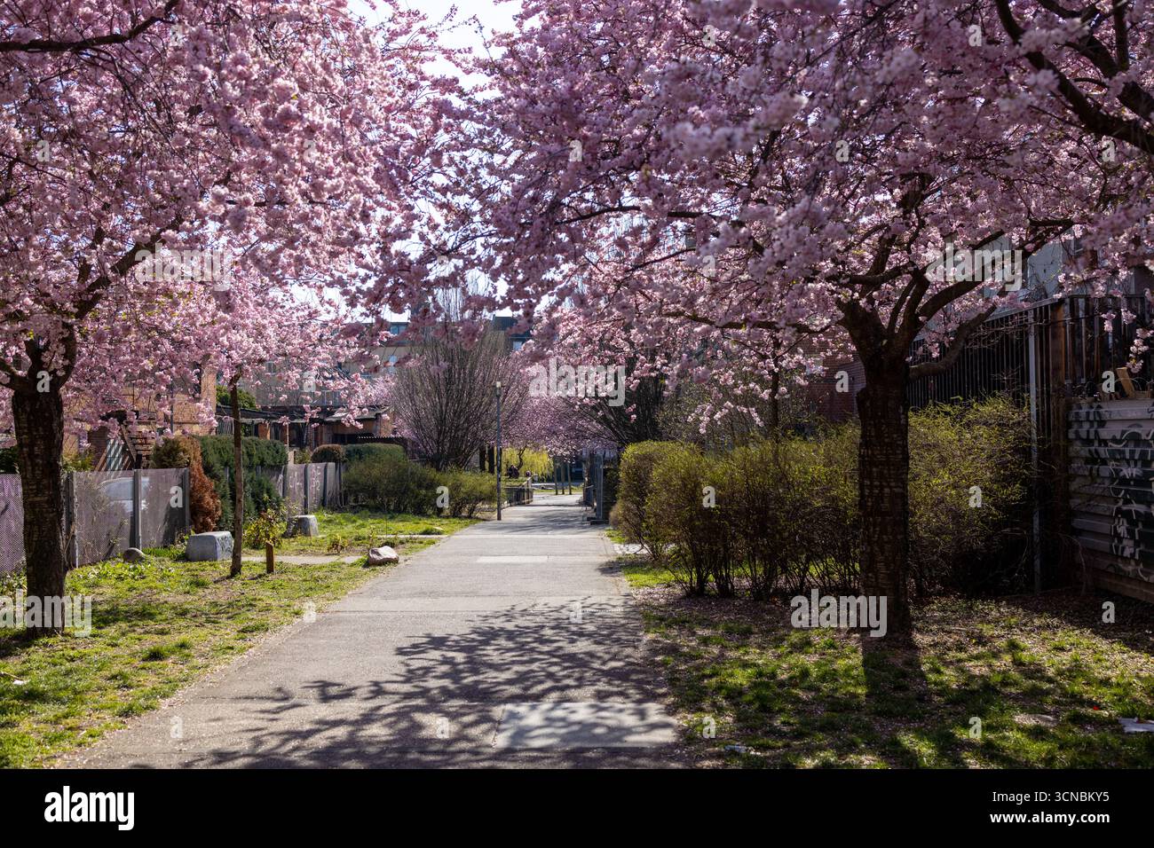 Cerisier en fleur au printemps en Allemagne Banque D'Images