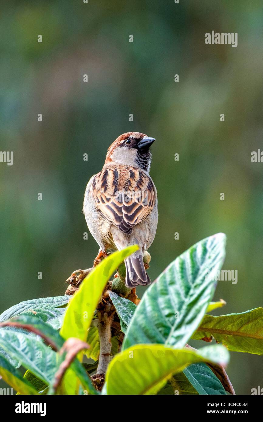 Maison Sparrow reposant sur une branche de l'arbre Banque D'Images