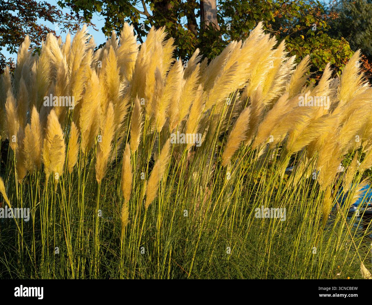 Touffe d'herbe de Pampas poussant près de la Tamise à l'écluse d'Abingdon. Cortaderia selloana est le nom formel de cette plante, originaire du sud de l'Amérique du Sud, y compris la région de Pampas d'après laquelle elle est nommée. Il est largement distribué dans le monde entier comme une plante ornementale ou - comme ici - comme une espèce envahissante.il semble obtenir à peu près partout, mais au moins c'est joli... Banque D'Images