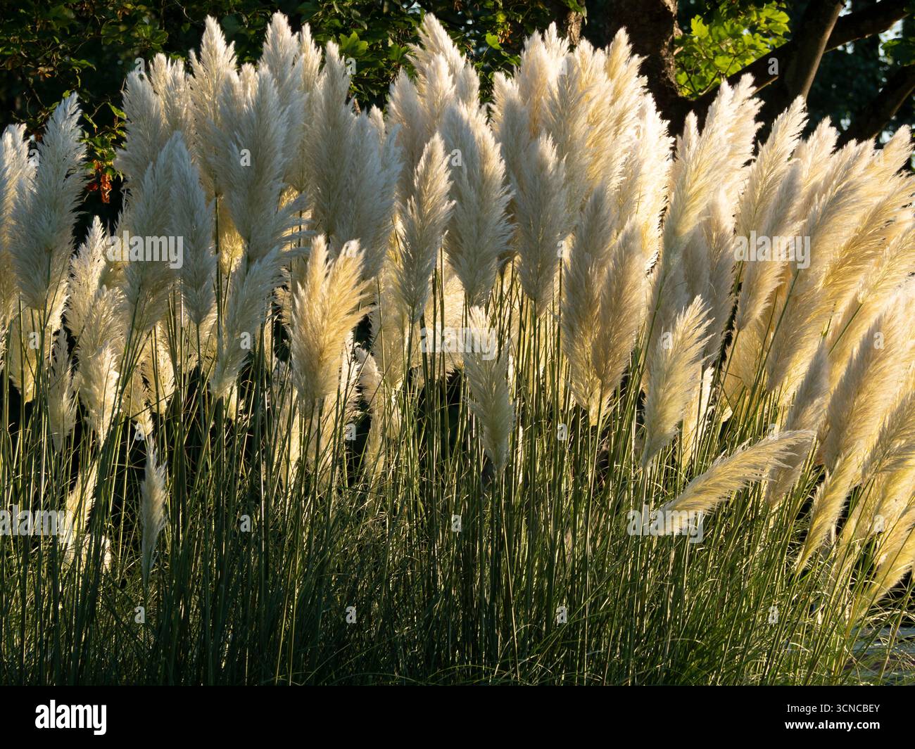 Touffe d'herbe de Pampas poussant près de la Tamise à l'écluse d'Abingdon. Cortaderia selloana est le nom formel de cette plante, originaire du sud de l'Amérique du Sud, y compris la région de Pampas d'après laquelle elle est nommée. Il est largement distribué dans le monde entier comme une plante ornementale ou - comme ici - comme une espèce envahissante.il semble obtenir à peu près partout, mais au moins c'est joli... Banque D'Images