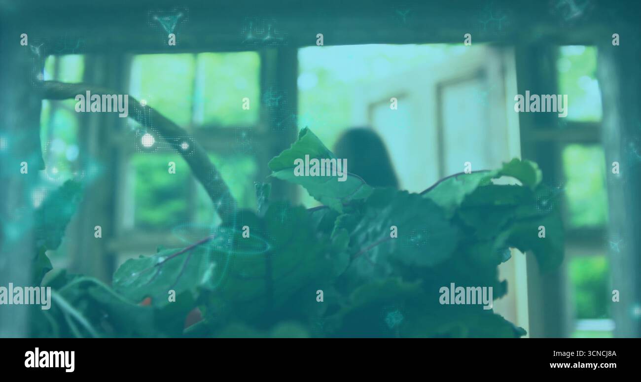 Avec des plantes vertes luxuriantes en pot qui prospèrent dans la véranda près des fenêtres en bois, des teintes turquoise claires Banque D'Images