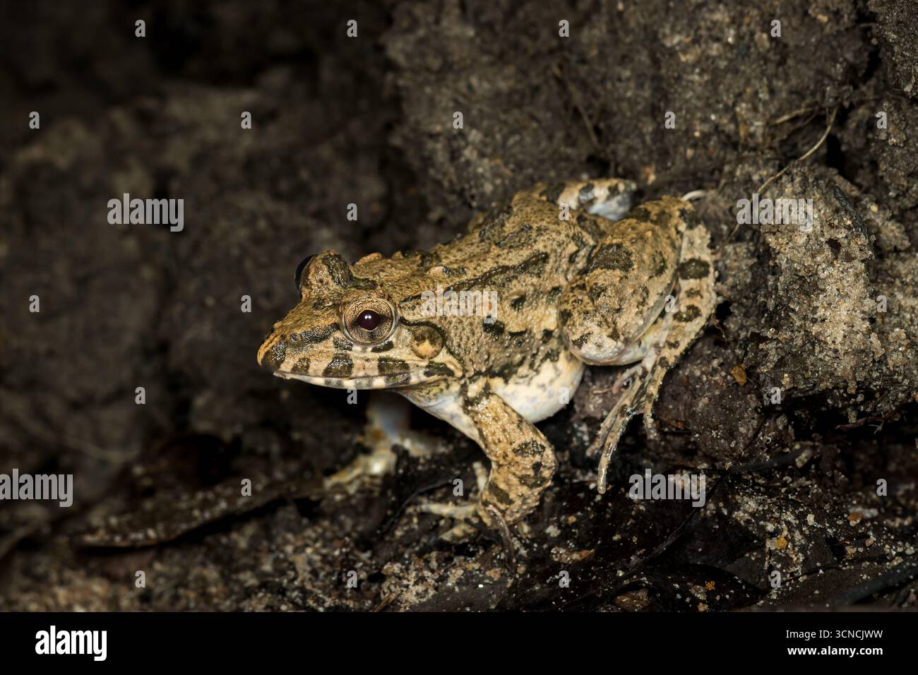 Grenouille des champs (Fejervarya limnocharis) reposant sur le sol forestier à Pulau Ubin, Singapour. Photo macro de la faune montrant le camouflage et l'habitat naturel. Banque D'Images