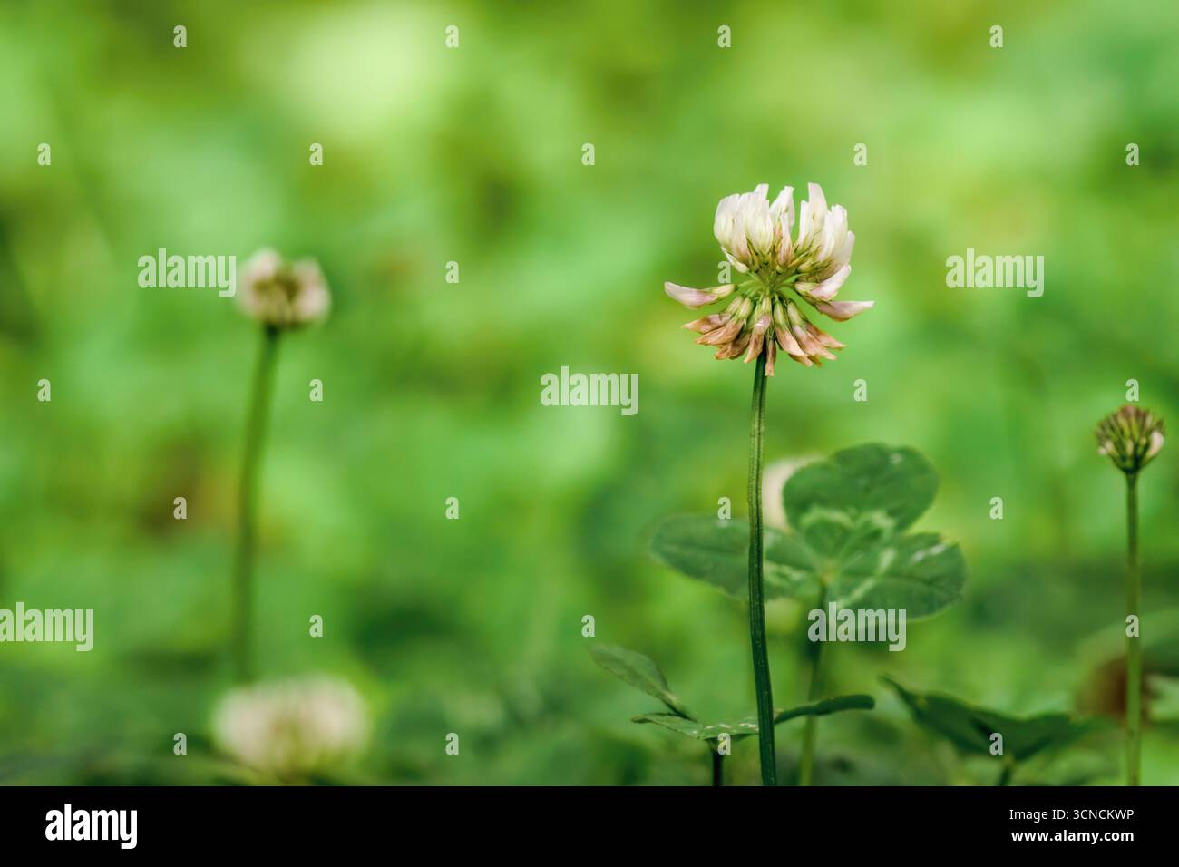 Fleurs de trèfle blanc fleurissant sur le jardin d'une ferme, dans les montagnes andines orientales du centre de la Colombie, près de la réserve naturelle d'Iguaque. Banque D'Images