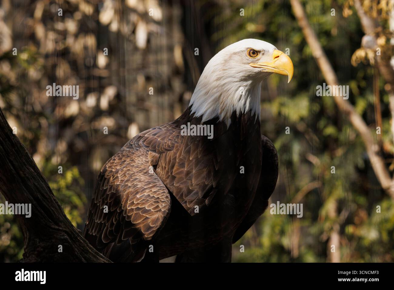 Un aigle à tête blanche américain perché dans un arbre Banque D'Images