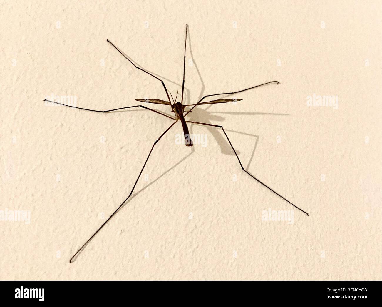 Mouche de grue ou papa longlegs, ce qui n'est pas une menace pour la santé Banque D'Images