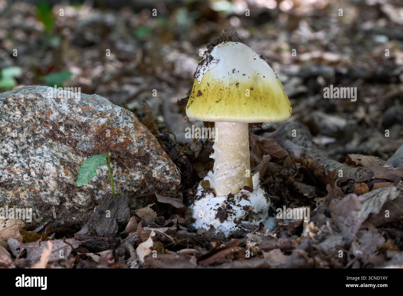 Champignon Amanita phalloides dans les feuilles. Connu sous le nom de Deathcap, Death Cap ou Euro-Asian Death Cap. Champignon toxique mortel dans la forêt. Banque D'Images