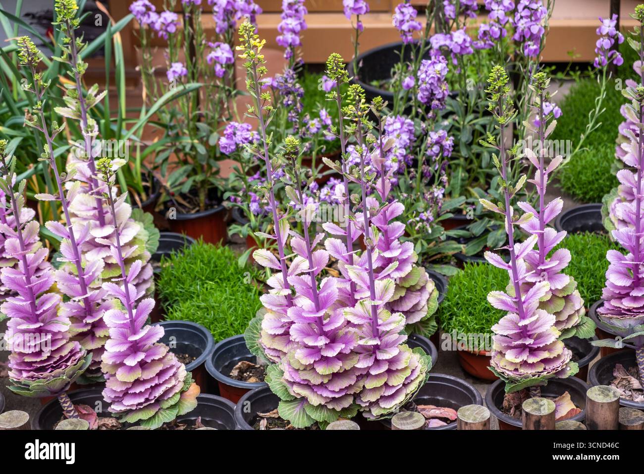 Chou ornemental avec des rosettes en couches de feuilles violettes, de crème et vertes, cultivées en pots, plante pour l'affichage du jardin de printemps. Banque D'Images