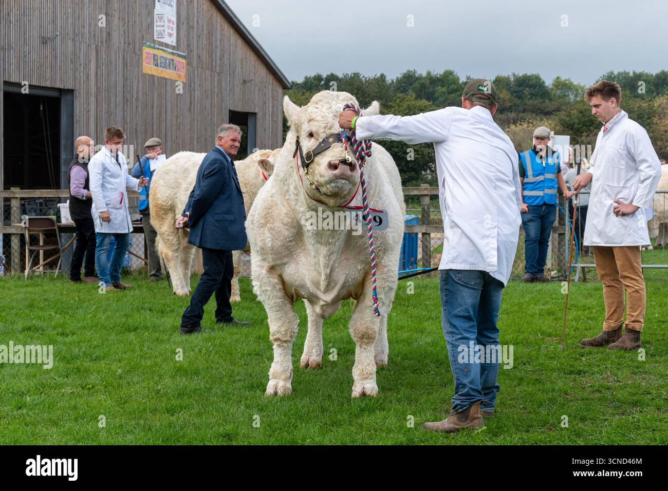 20 septembre 2025. Newbury, Berkshire, Angleterre, Royaume-Uni. Le Newbury Show annuel a eu lieu au cours du week-end. L'événement populaire comprend des compétitions d'élevage et d'agriculture, des événements en aréna, des expositions et des magasins, et attire des milliers de visiteurs. Photo : jugement de la compétition de bétail britannique Charolais Banque D'Images