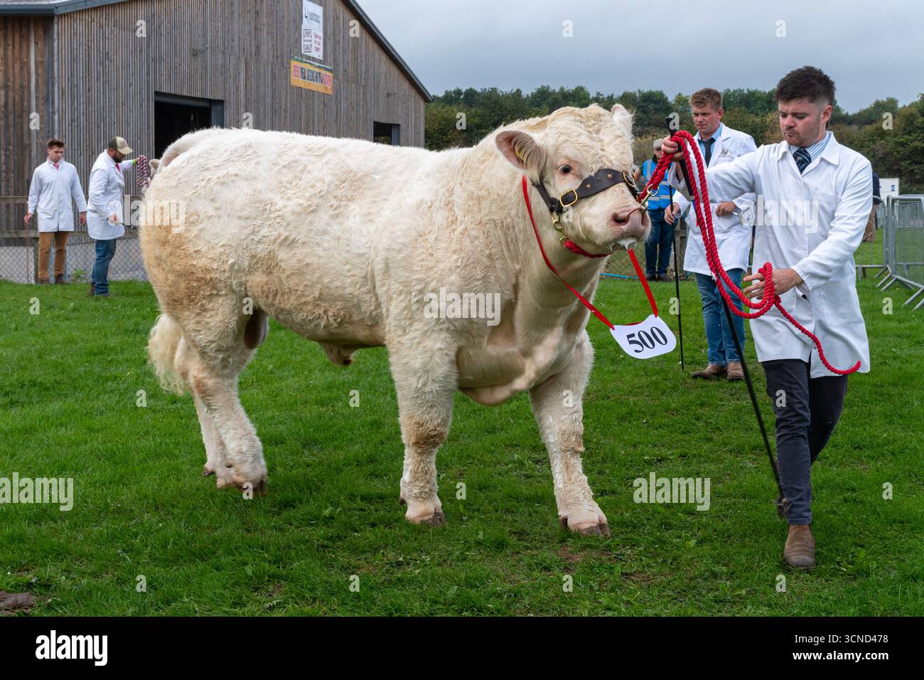 20 septembre 2025. Newbury, Berkshire, Angleterre, Royaume-Uni. Le Newbury Show annuel a eu lieu au cours du week-end. L'événement populaire comprend des compétitions d'élevage et d'agriculture, des événements en aréna, des expositions et des magasins, et attire des milliers de visiteurs. Photo : jugement de la compétition de bétail britannique Charolais Banque D'Images