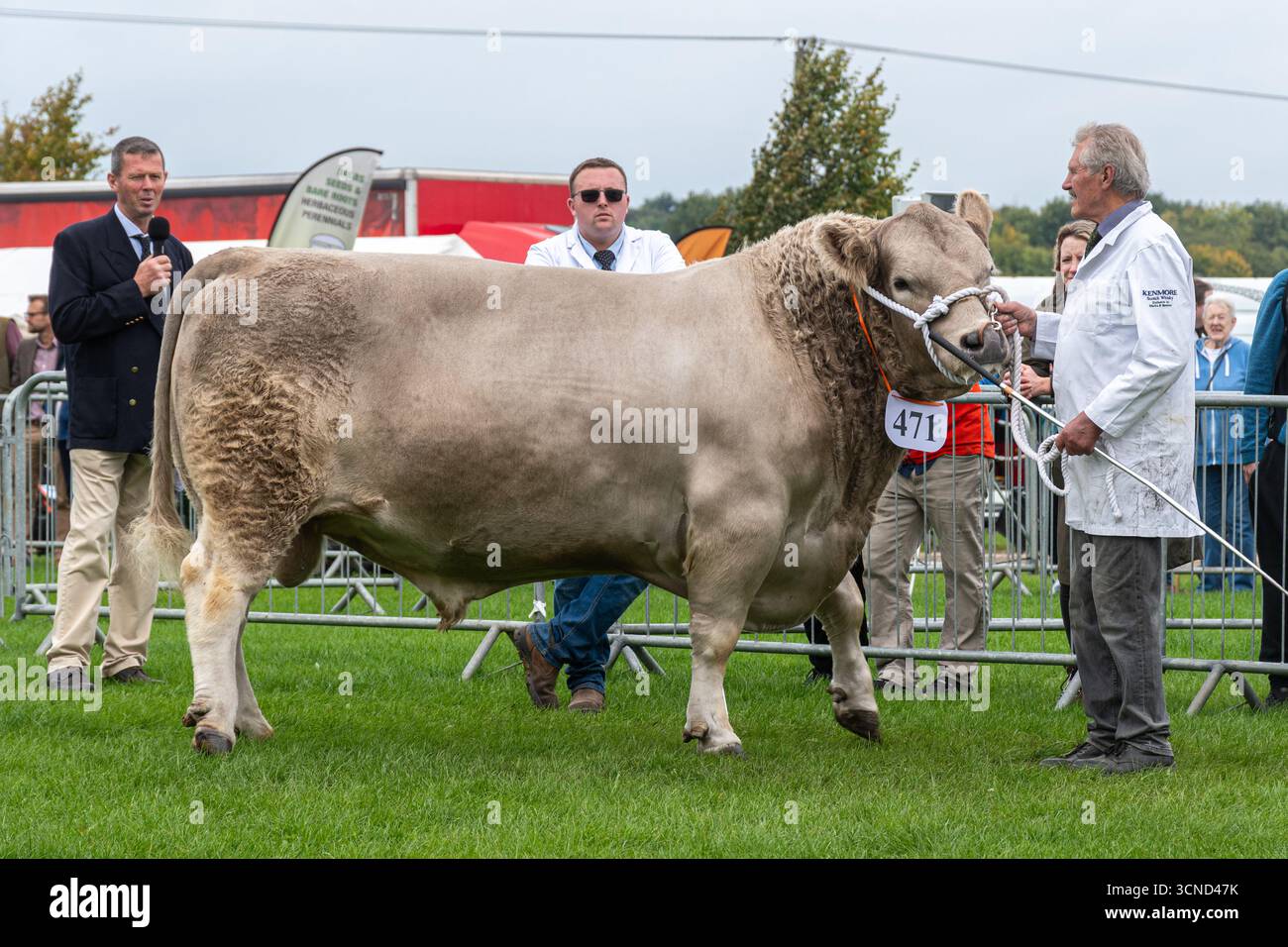 20 septembre 2025. Newbury, Berkshire, Angleterre, Royaume-Uni. Le Newbury Show annuel a eu lieu au cours du week-end. L'événement populaire comprend des compétitions d'élevage et d'agriculture, des événements en aréna, des expositions et des magasins, et attire des milliers de visiteurs. Photo : concours de bovins jugeant avec un taureau Murray Grey Banque D'Images