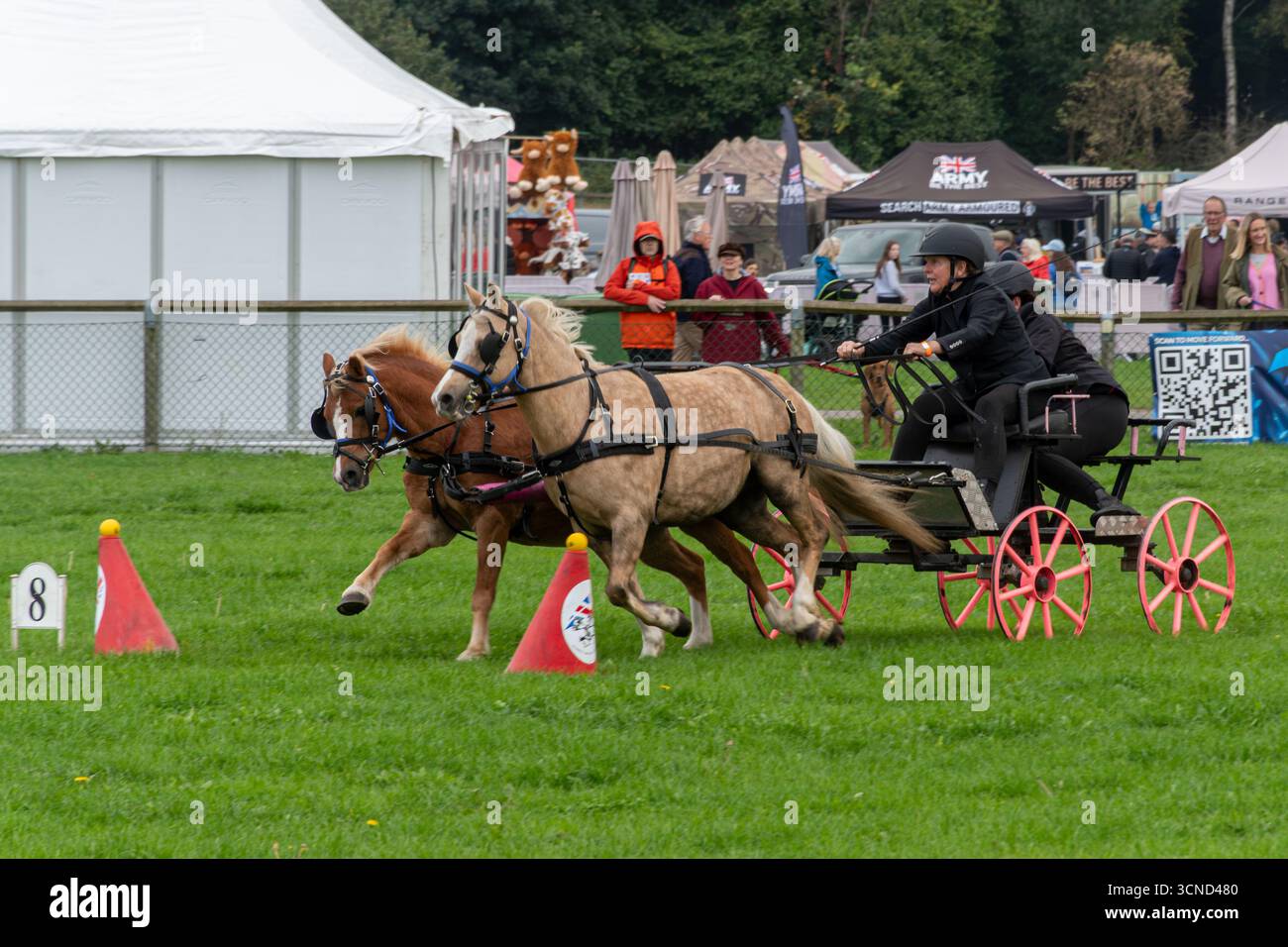20 septembre 2025. Newbury, Berkshire, Angleterre, Royaume-Uni. Le Newbury Show annuel a eu lieu au cours du week-end. L'événement populaire comprend des compétitions d'élevage et d'agriculture, des événements en aréna, des expositions et des magasins, et attire des milliers de visiteurs. Photo : Scurry conduite ou course dans l'arène principale Banque D'Images