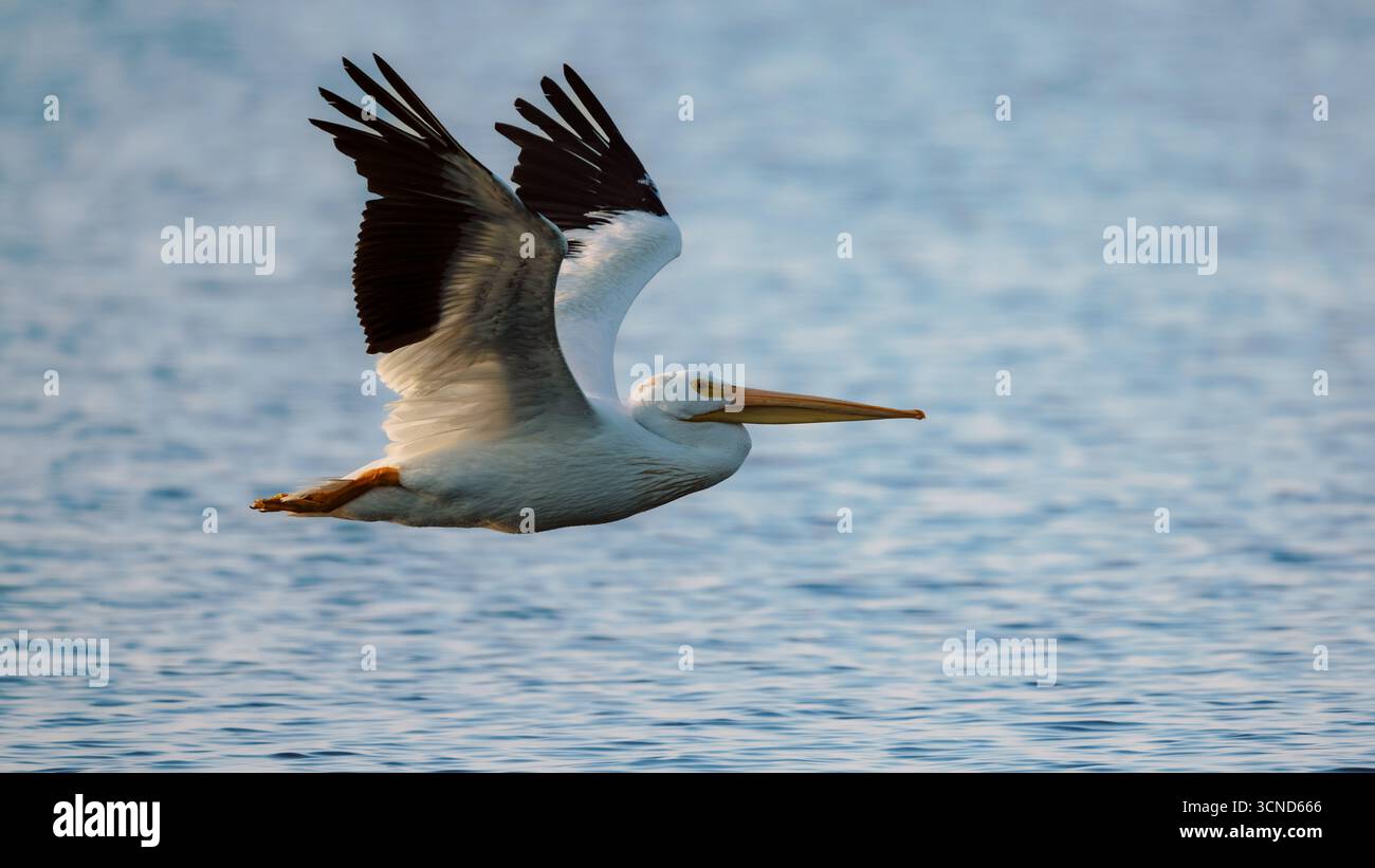 Un pélican gracieux glisse au-dessus de l'eau bleue calme, des ailes étendues en vol alors qu'il surveille les poissons. Un moment de vie sauvage serein. Banque D'Images