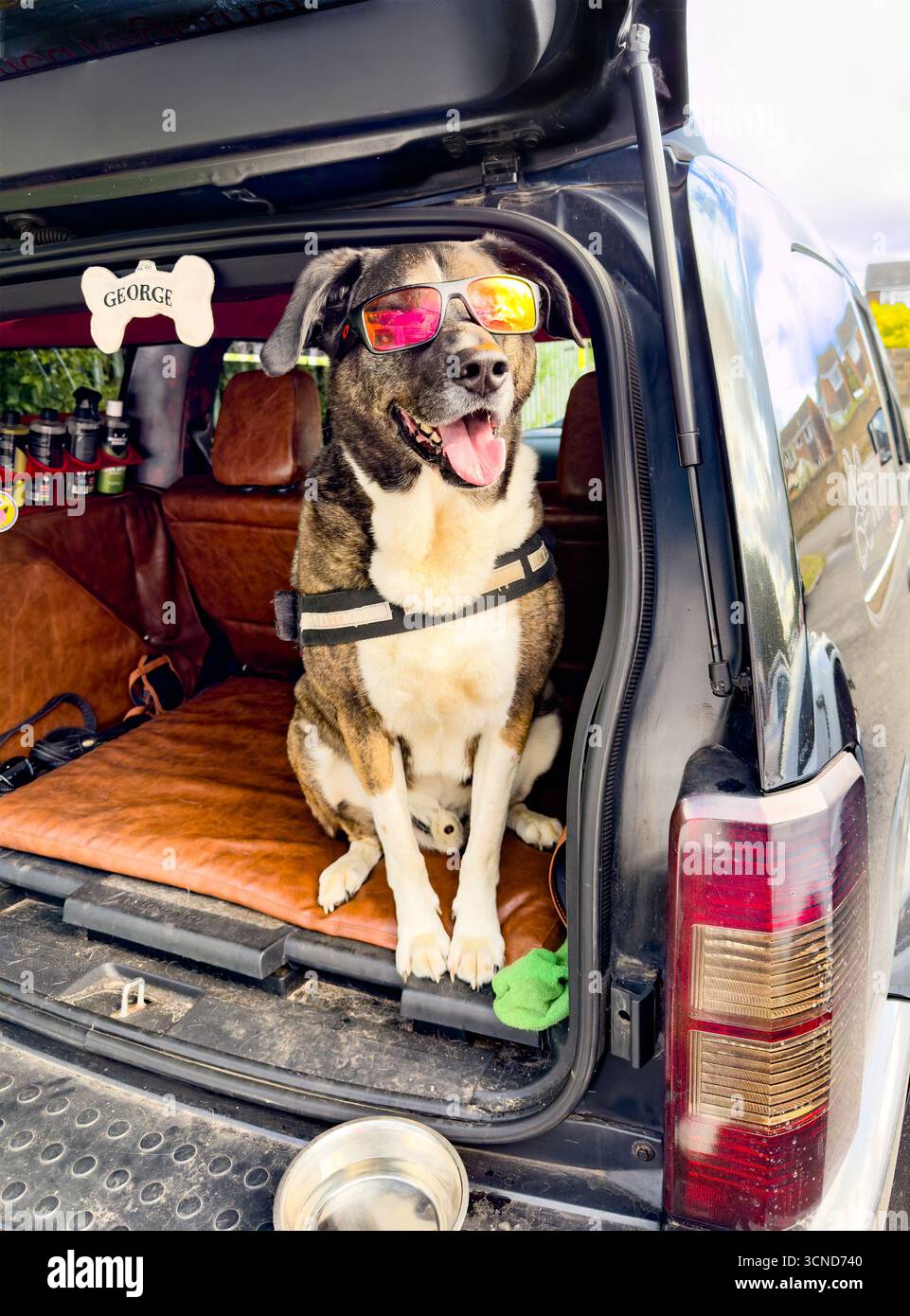 Un grand chien portant des lunettes de soleil colorées est assis dans le coffre ouvert ou le coffre d'une voiture, affichant une expression ludique et aventureuse Banque D'Images