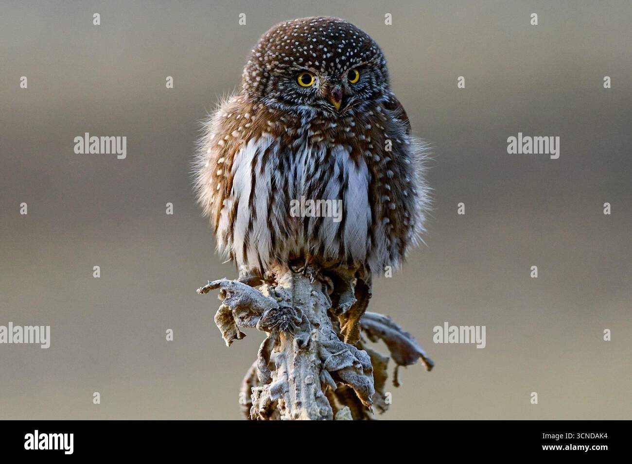 Chouette pygmée du Nord (Glaucidium californicum) perchée dans un habitat naturel hivernal. Banque D'Images