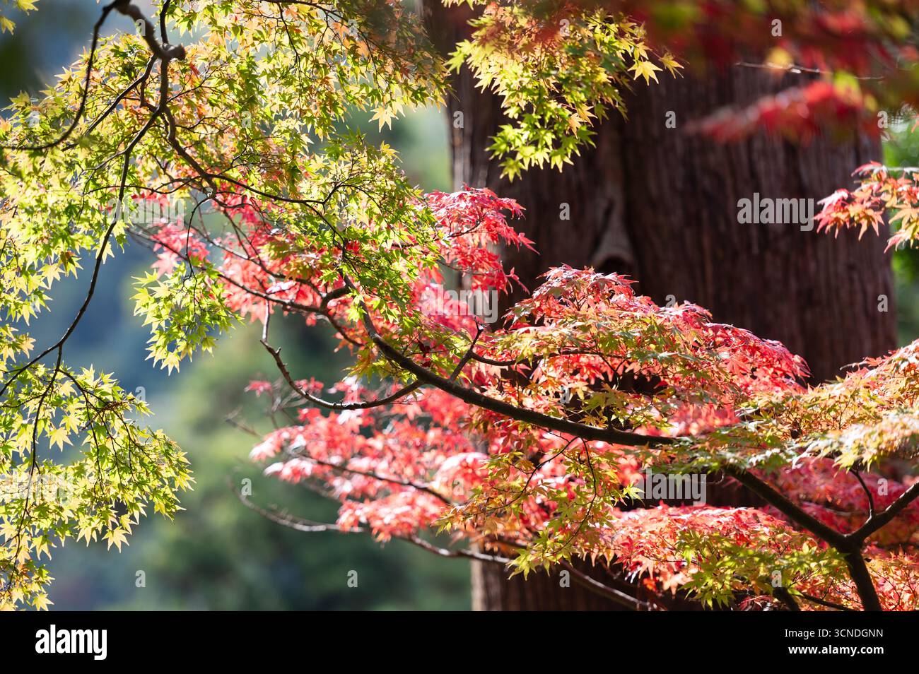 Branches d'érable japonais avec feuillage d'automne dans la lumière naturelle Banque D'Images
