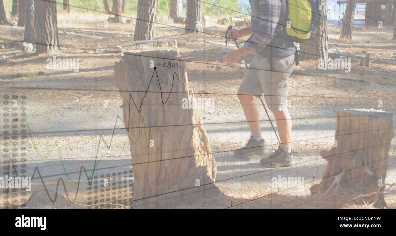 Homme adulte de randonnée utilisant des bâtons de randonnée le long du sentier de pin, avec superposition de carte financière, espace de copie Banque D'Images