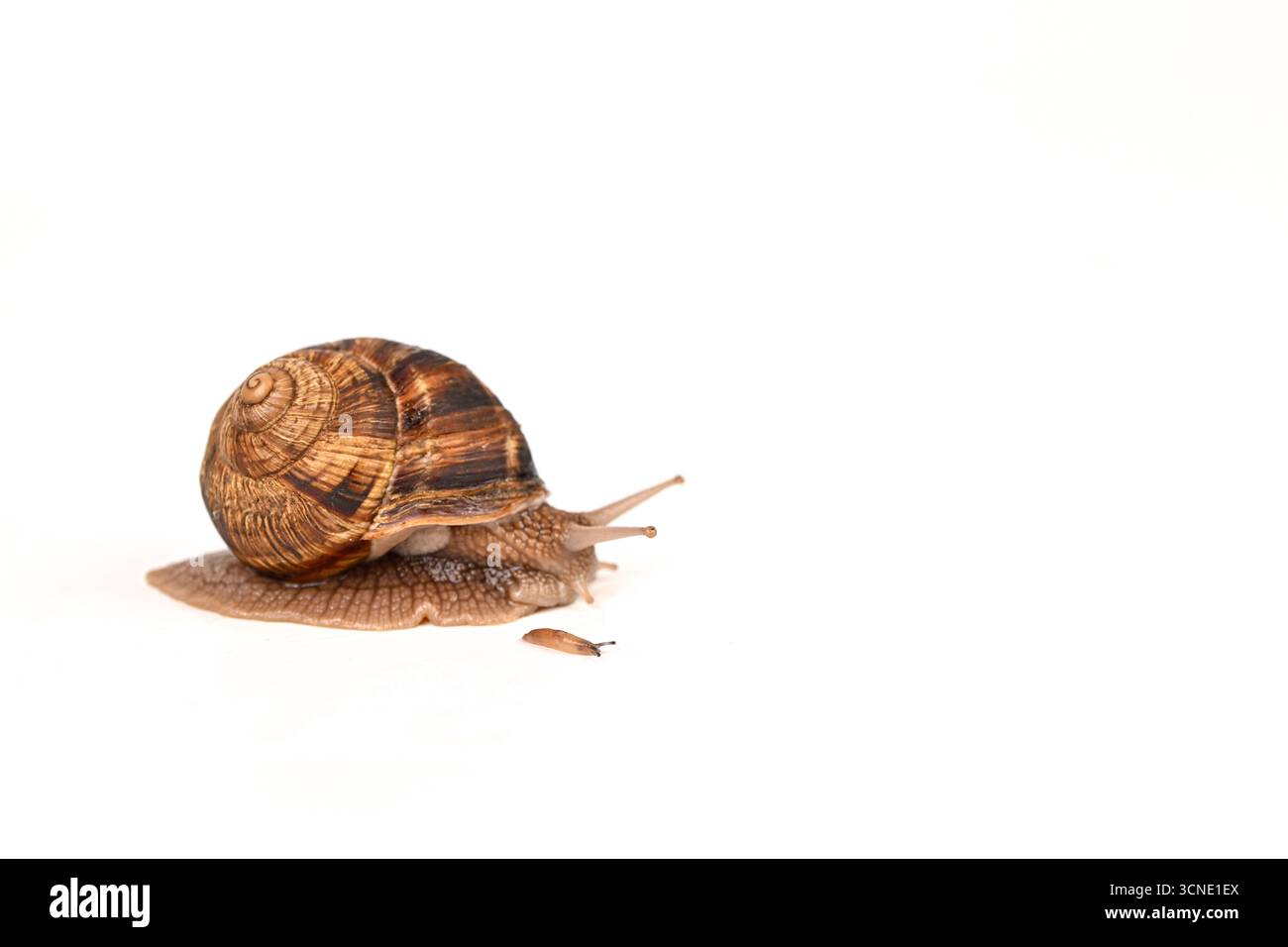 Un petit escargot brun et blanc repose sur une surface blanche. L'escargot est partiellement mangé, avec quelques morceaux de nourriture encore visibles. La scène est calme Banque D'Images