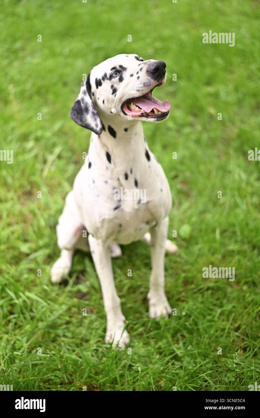 Un chien dalmate est assis sur l'herbe et regarde la caméra. Le chien a un pelage noir et blanc et est souriant Banque D'Images