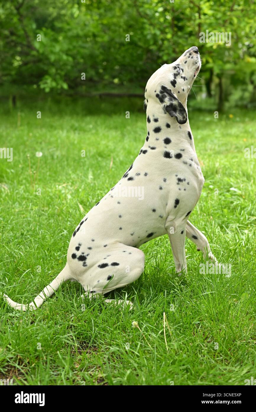 Un chien dalmate est assis sur l'herbe. Le chien regarde quelque chose au loin Banque D'Images