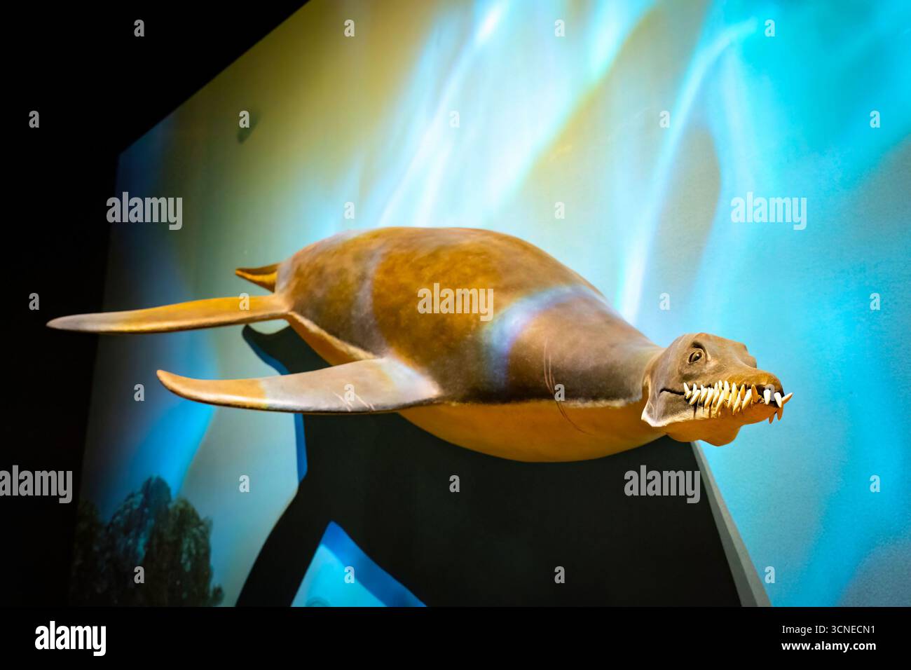 Bozeman, MT, États-Unis - 01 août 2025 : une exposition captivante de squelettes de dinosaures d'eau au Musée des Rocheuses à Bozeman, Montana Banque D'Images