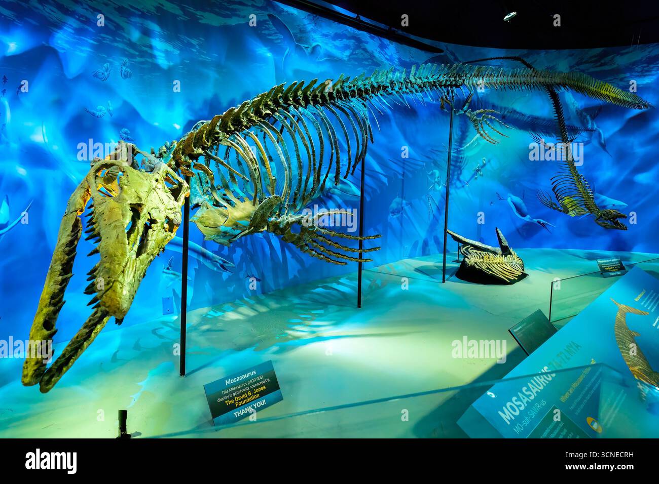 Bozeman, MT, États-Unis - 01 août 2025 : une exposition captivante de squelettes de dinosaures d'eau au Musée des Rocheuses à Bozeman, Montana Banque D'Images