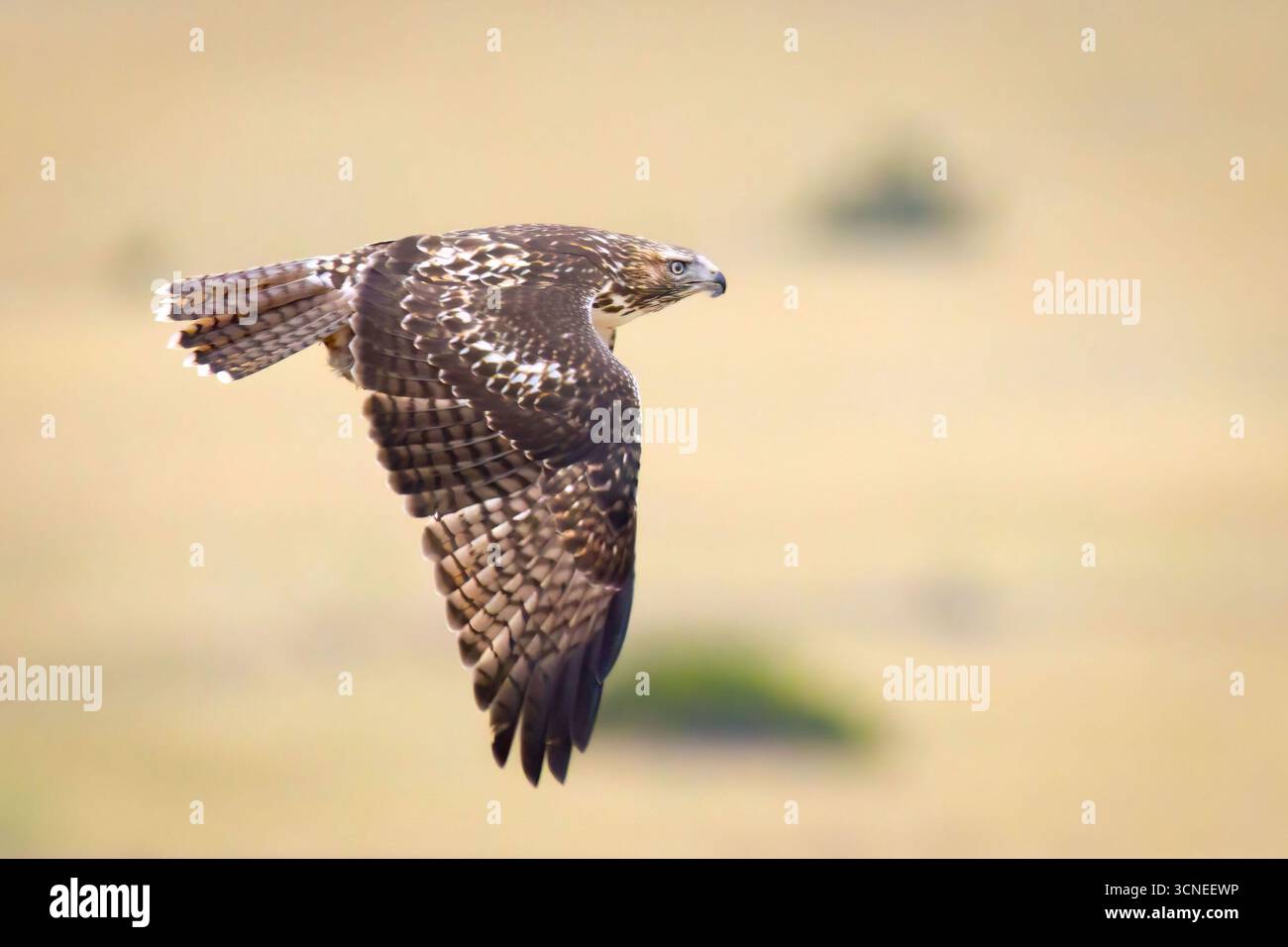Un portrait en gros plan capture un faucon juvénile à queue rouge, mettant en valeur ses marques uniques et son regard intense Banque D'Images