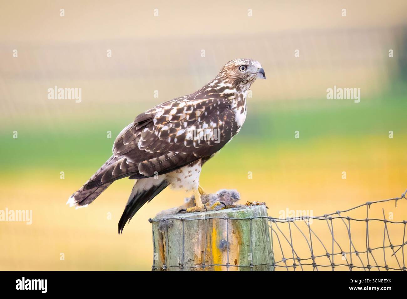 Un portrait en gros plan capture un faucon juvénile à queue rouge, mettant en valeur ses marques uniques et son regard intense Banque D'Images