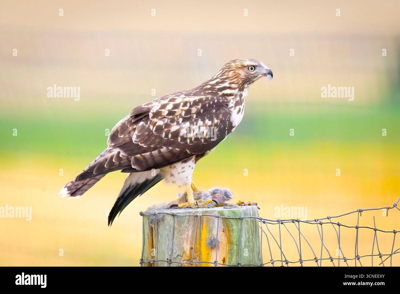 Un portrait en gros plan capture un faucon juvénile à queue rouge, mettant en valeur ses marques uniques et son regard intense Banque D'Images