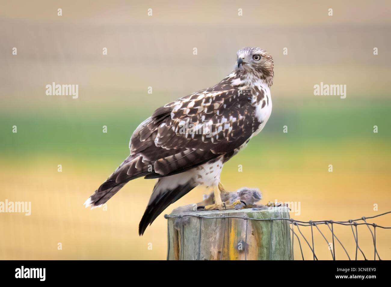 Un portrait en gros plan capture un faucon juvénile à queue rouge, mettant en valeur ses marques uniques et son regard intense Banque D'Images