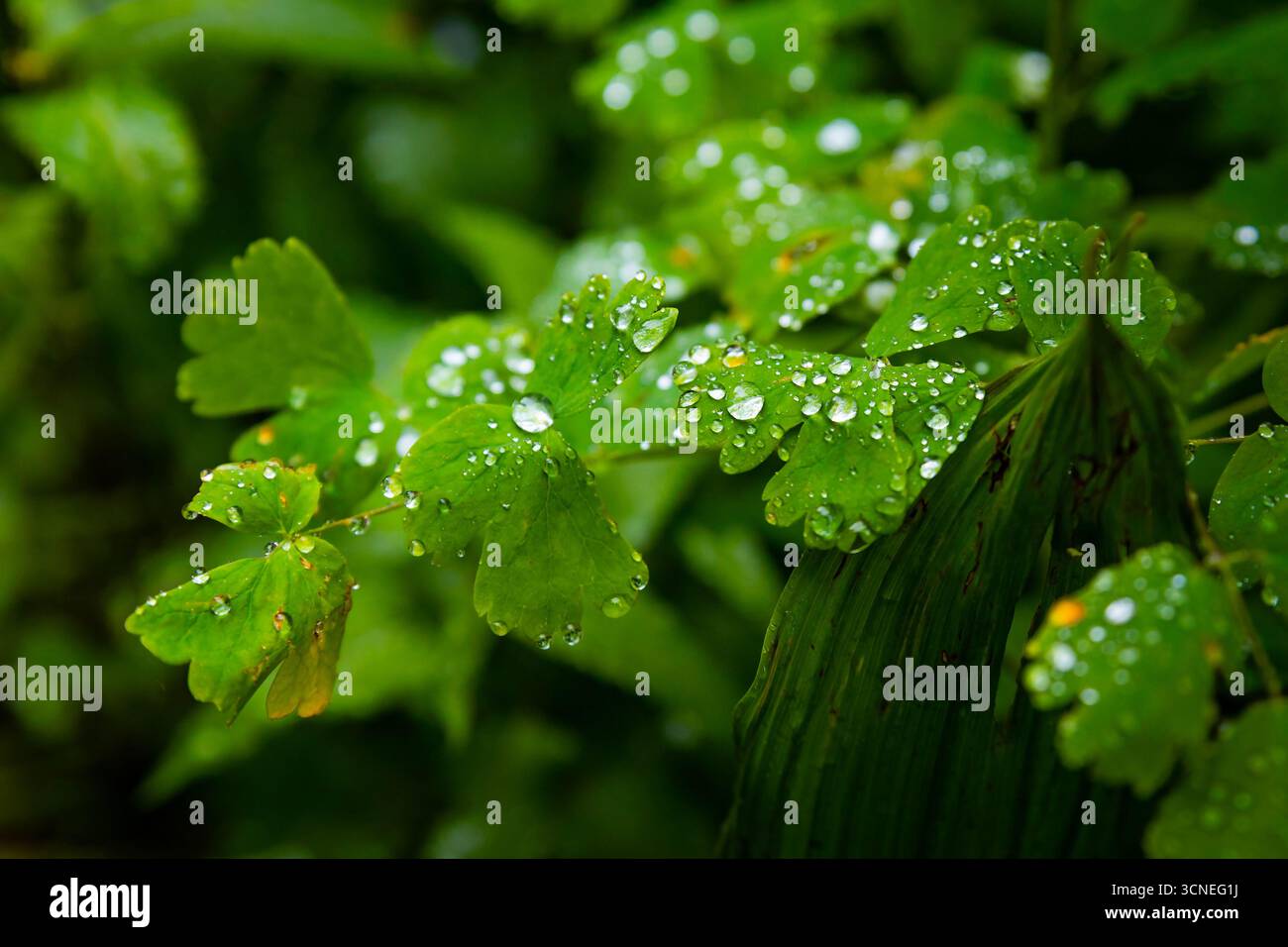 Une vue rapprochée capture de belles feuilles de forêt couvertes de gouttes de pluie fraîches, mettant en évidence les détails complexes de la nature. Banque D'Images