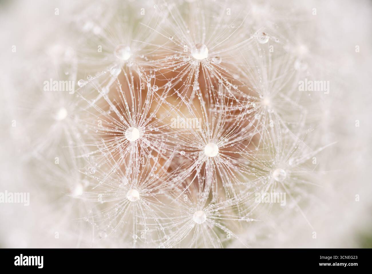 Un gros plan d'un pissenlit avec des gouttelettes d'eau dessus. Concept de fraîcheur et de pureté, car les gouttelettes d'eau ajoutent une touche d'élégance à la fleur Banque D'Images