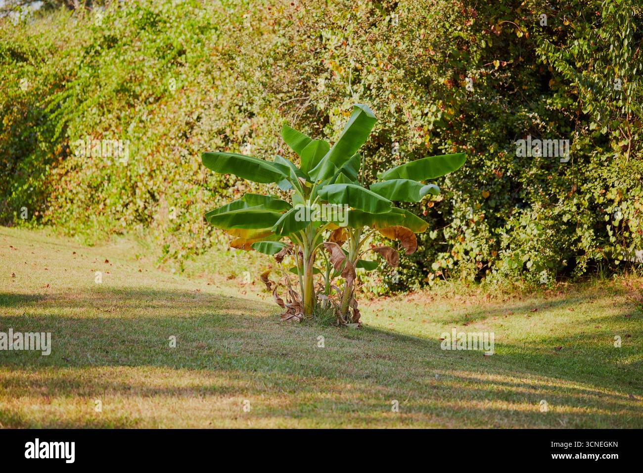 Bananiers poussant dans l'arrière-cour dans le sud rural des États-Unis ! Banque D'Images