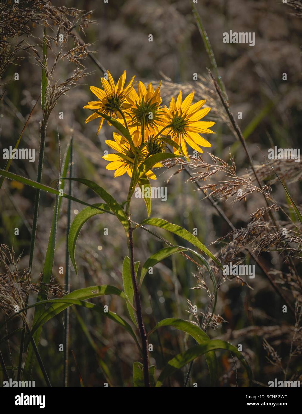 Fleurs sauvages jaune vif dans un champ flou Banque D'Images